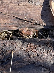 Pseudacris hypochondriaca