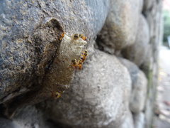 Tetragonisca angustula