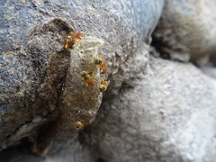 Tetragonisca angustula