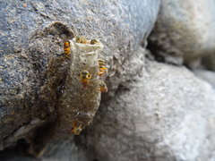 Tetragonisca angustula