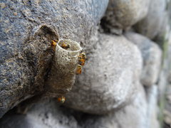 Tetragonisca angustula