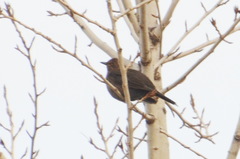 Turdus merula