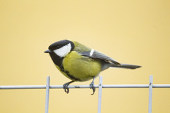 Parus major