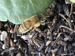 Apis mellifera