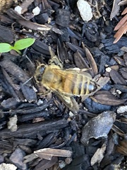 Apis mellifera