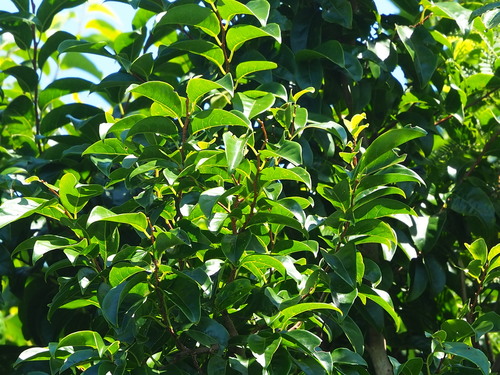 Margaritaria indica, photograph 5