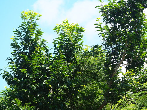 Margaritaria indica, photograph 6