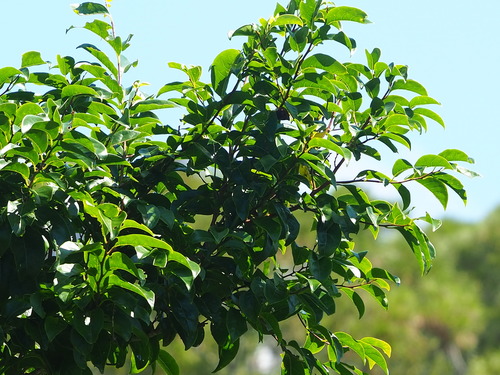 Margaritaria indica, photograph 4