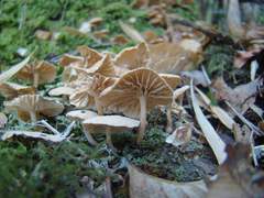 Marasmiellus alliiodorus
