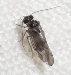 Peripsocus