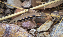 Ctenotus coggeri