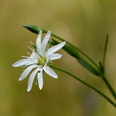 Stellaria angustifolia