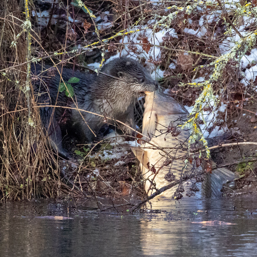 North American River Otter photographed in Oregon