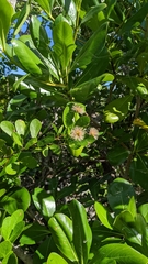 Pithecellobium keyense