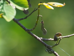 Dendrolobium dispermum