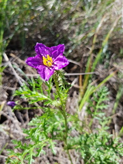 Solanum papaverifolium