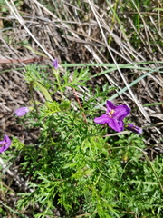 Solanum papaverifolium