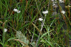 Stellaria angustifolia