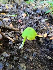 Entoloma necopinatum