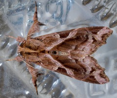 Callopistria floridensis