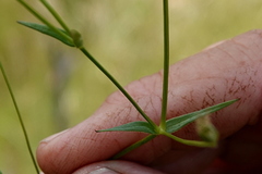 Stellaria angustifolia