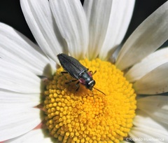 Romanophora verecunda