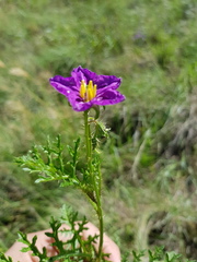 Solanum papaverifolium