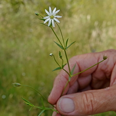 Stellaria angustifolia