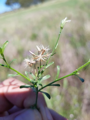Vittadinia pterochaeta