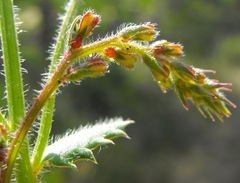 Gonocarpus urceolatus