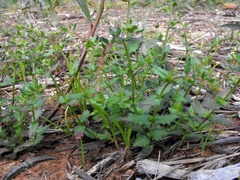 Gonocarpus urceolatus
