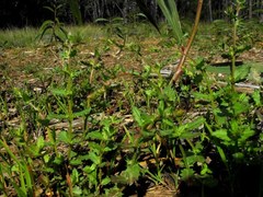 Gonocarpus urceolatus