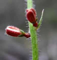Gonocarpus urceolatus