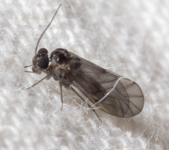 Peripsocus