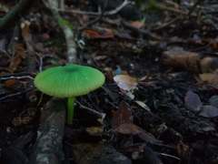 Entoloma necopinatum