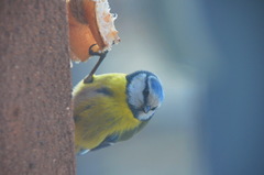 Cyanistes caeruleus