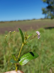 Boerhavia dominii