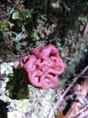 Gyromitra antarctica