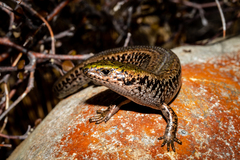 Oligosoma chloronoton