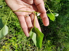 Ipomoea lonchophylla