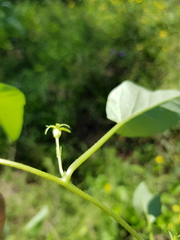 Ipomoea lonchophylla