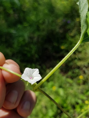 Ipomoea lonchophylla