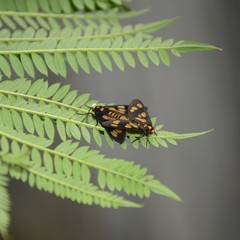 Eressa geographica