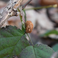Neolasioptera farinosa