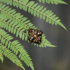 Eressa geographica