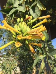 Nicotiana glauca