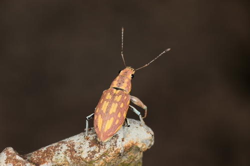 Naupactus submaculatus