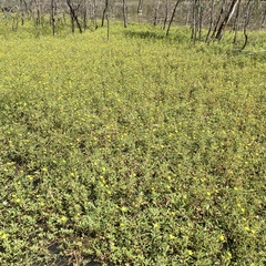 Ludwigia peploides montevidensis