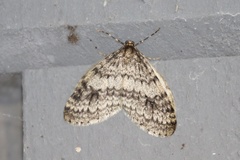 Operophtera occidentalis