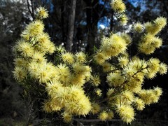 Melaleuca nodosa